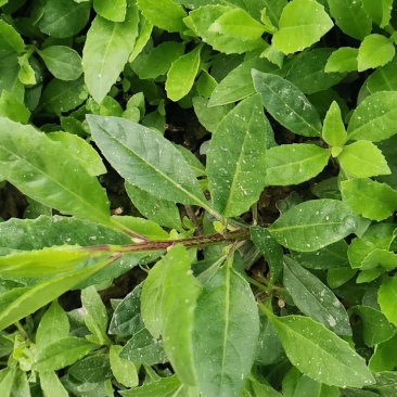 富贵菜种苗盆栽蔬菜多年生绿叶明月草种苗白凤菜