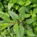 富贵菜种苗盆栽蔬菜多年生绿叶明月草种苗白凤菜