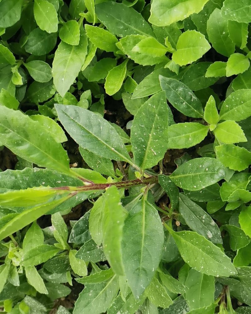 富贵菜种苗盆栽蔬菜多年生绿叶明月草种苗白凤菜