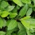 富贵菜种苗盆栽蔬菜多年生绿叶明月草种苗白凤菜