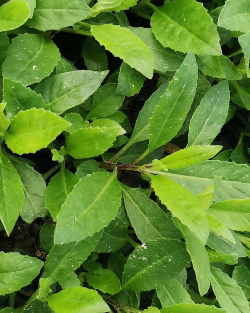 富贵菜种苗盆栽蔬菜多年生绿叶明月草种苗白凤菜