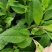 富贵菜种苗盆栽蔬菜多年生绿叶明月草种苗白凤菜