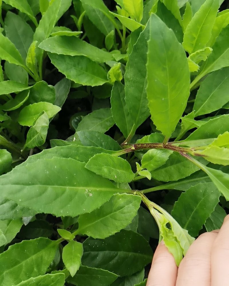 富贵菜种苗盆栽蔬菜多年生绿叶明月草种苗白凤菜