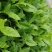 富贵菜种苗盆栽蔬菜多年生绿叶明月草种苗白凤菜