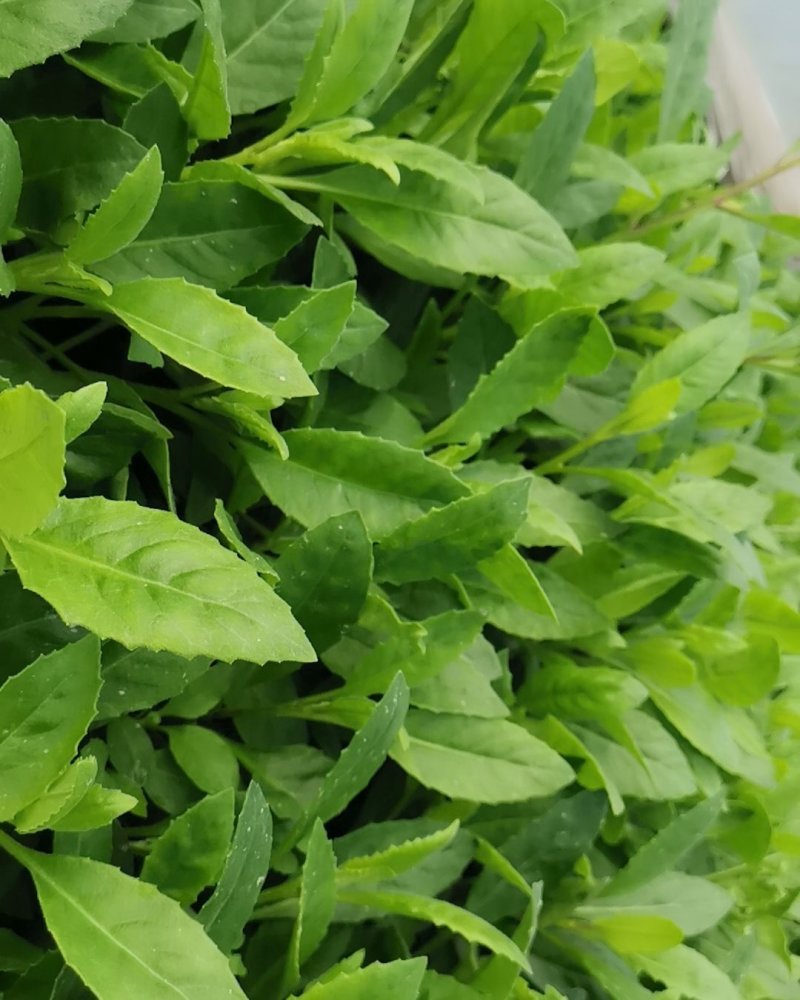 富贵菜种苗盆栽蔬菜多年生绿叶明月草种苗白凤菜