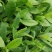 富贵菜种苗盆栽蔬菜多年生绿叶明月草种苗白凤菜