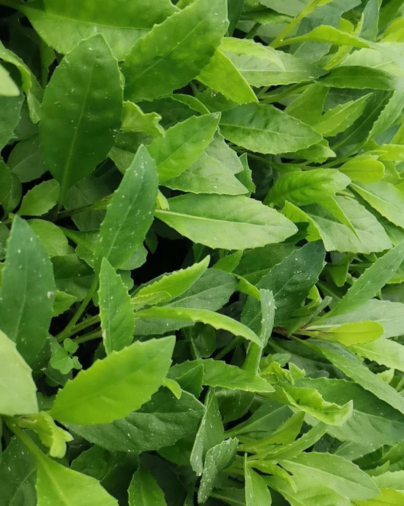 富贵菜种苗盆栽蔬菜多年生绿叶明月草种苗白凤菜