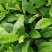 富贵菜种苗盆栽蔬菜多年生绿叶明月草种苗白凤菜