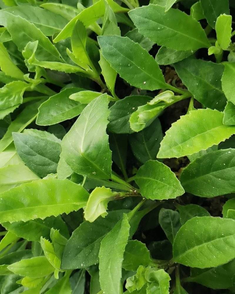 富贵菜种苗盆栽蔬菜多年生绿叶明月草种苗白凤菜