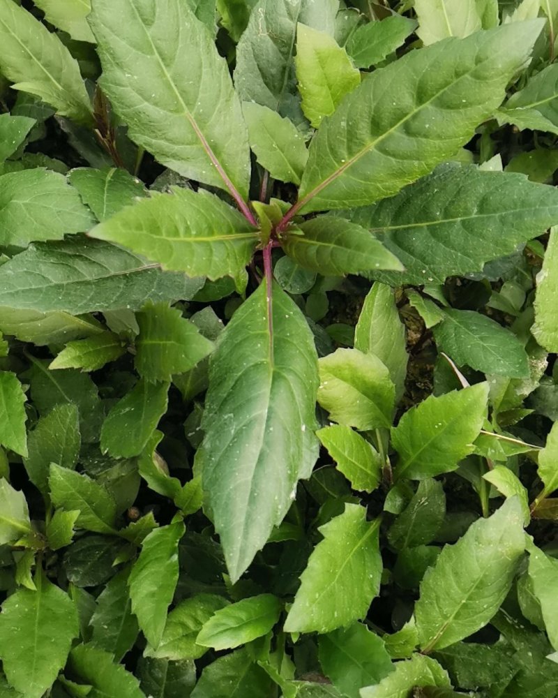 紫背天葵种苗紫背菜血皮菜蔬菜种子新鲜观音菜多年生蔬菜种苗