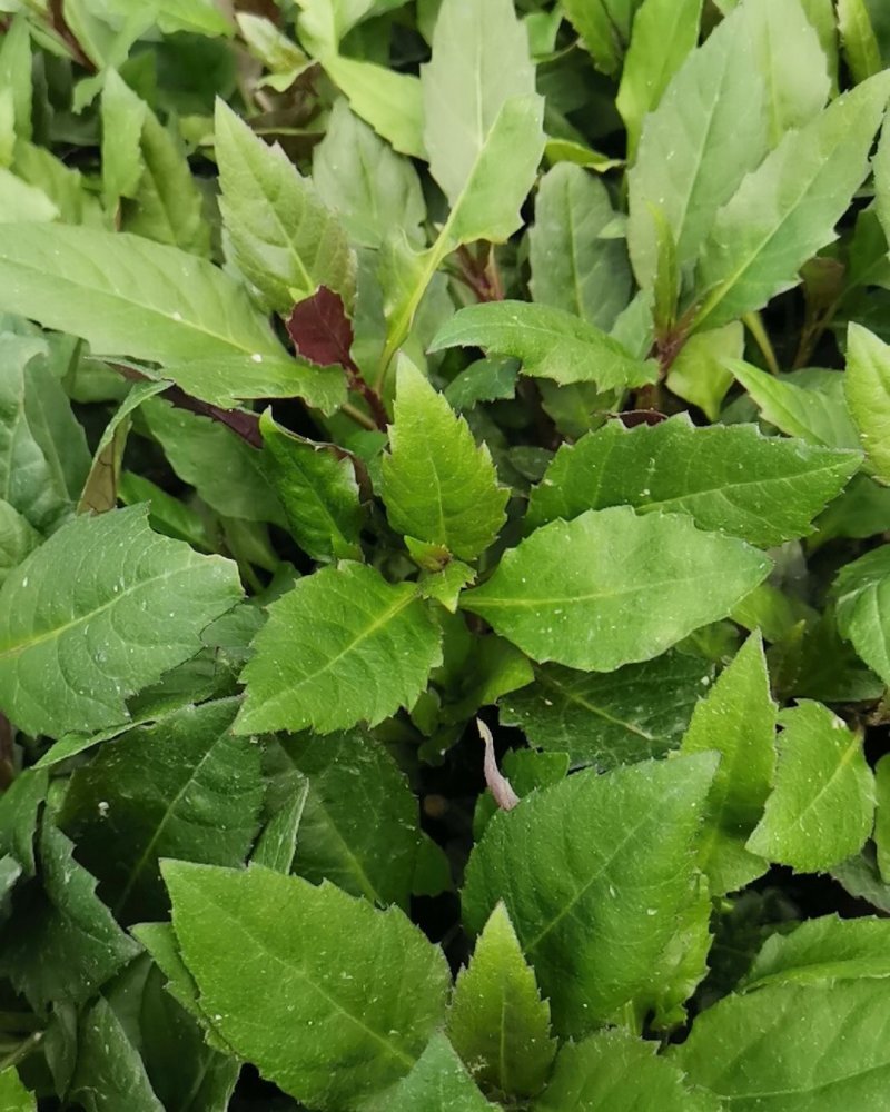 紫背天葵种苗紫背菜血皮菜蔬菜种子新鲜观音菜多年生蔬菜种苗