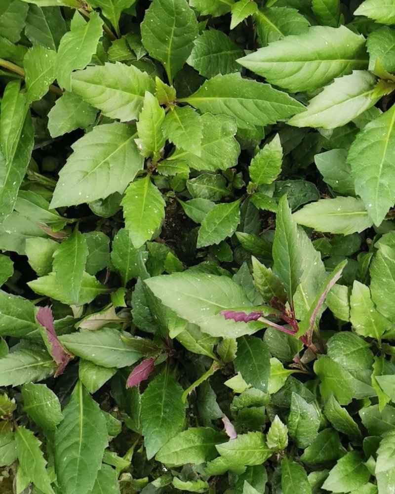 紫背天葵种苗紫背菜血皮菜蔬菜种子新鲜观音菜多年生蔬菜种苗