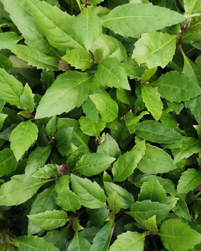 紫背天葵种苗紫背菜血皮菜蔬菜种子新鲜观音菜多年生蔬菜种苗
