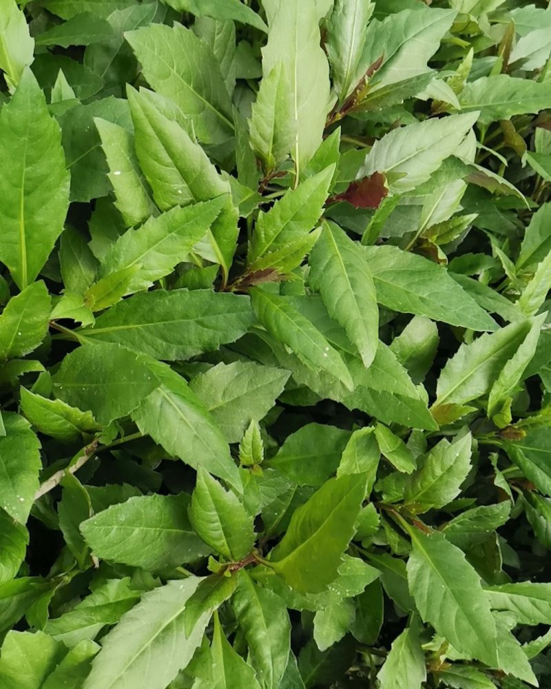 紫背天葵种苗紫背菜血皮菜蔬菜种子新鲜观音菜多年生蔬菜种苗