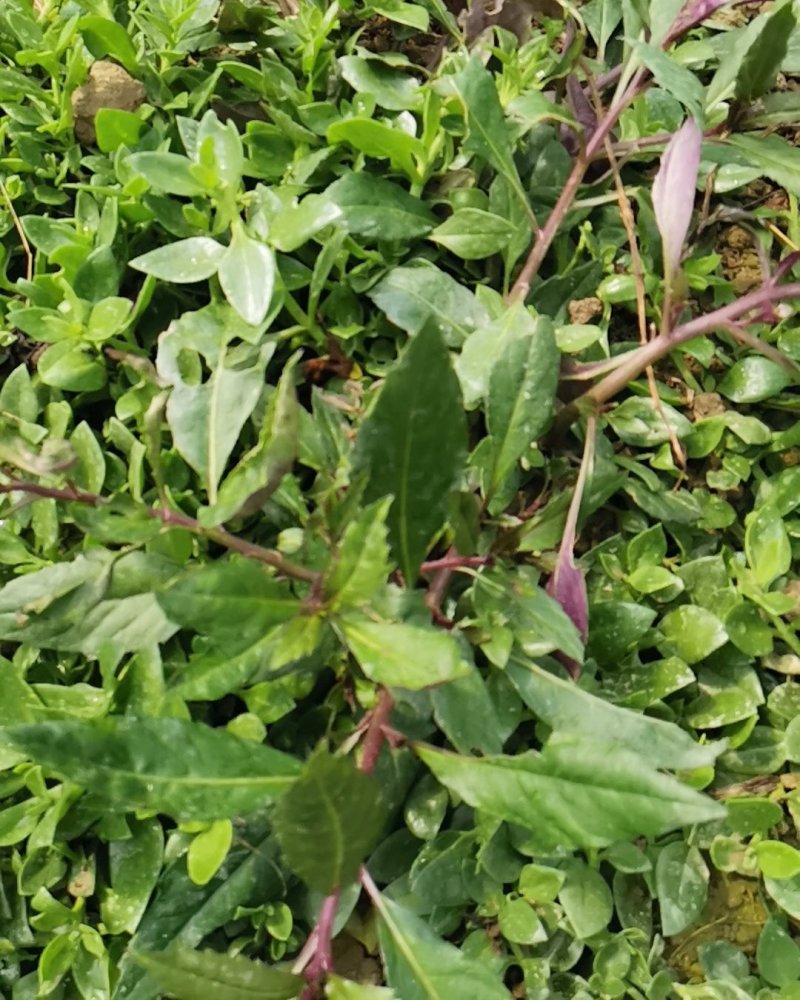 紫背天葵种苗紫背菜血皮菜蔬菜种子新鲜观音菜多年生蔬菜种苗