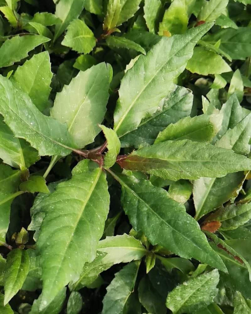 紫背天葵种苗紫背菜血皮菜蔬菜种子新鲜观音菜多年生蔬菜种苗