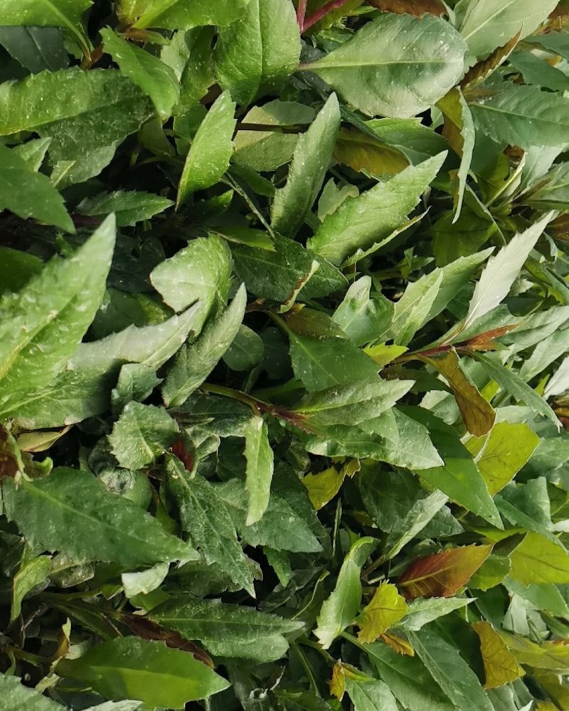 紫背天葵种苗紫背菜血皮菜蔬菜种子新鲜观音菜多年生蔬菜种苗