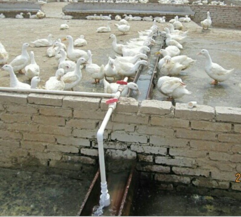 饲养业饮水槽水位控制阀养鸡鸭鹅猪牛羊自动补水阀水满即停