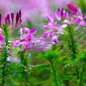 醉蝶花种子净籽新种子发芽率高花海绿化园林必备