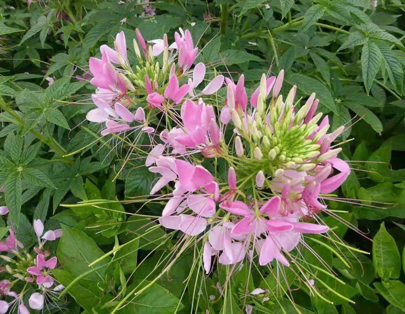 醉蝶花种子净籽新种子发芽率高花海绿化园林必备