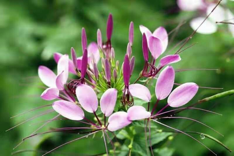 醉蝶花种子净籽新种子发芽率高花海绿化园林必备