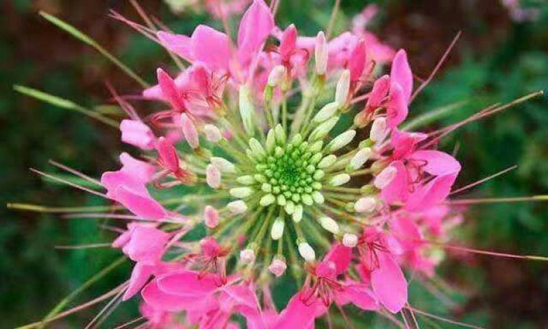 醉蝶花种子净籽新种子发芽率高花海绿化园林必备