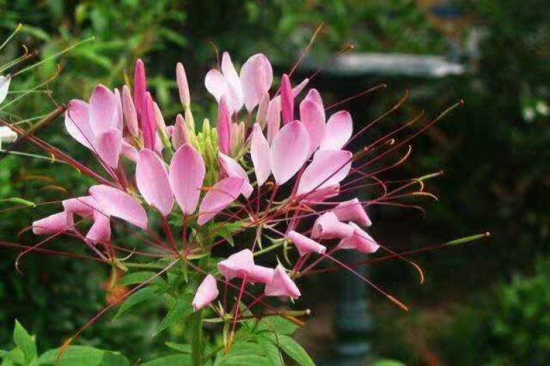 醉蝶花种子净籽新种子发芽率高花海绿化园林必备