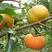（热卖）嫁接纯黑柿子纯甜柿子苗南北方种植