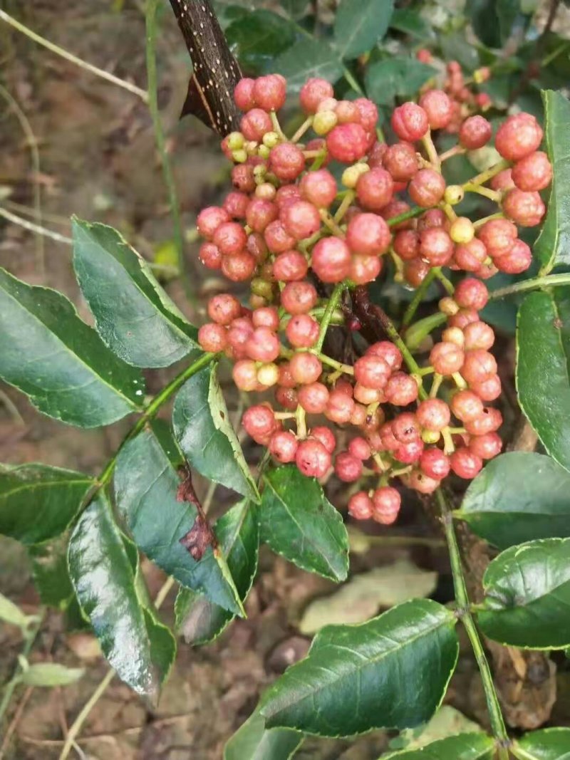 嫁接花椒苗