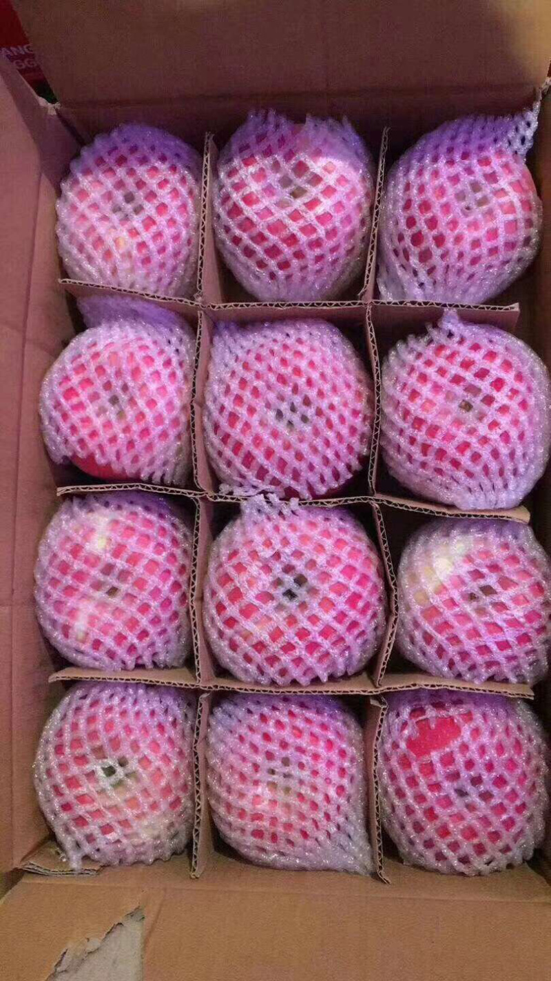 高山红富士纯纸袋红富士商品，通货，高次，商品、前期