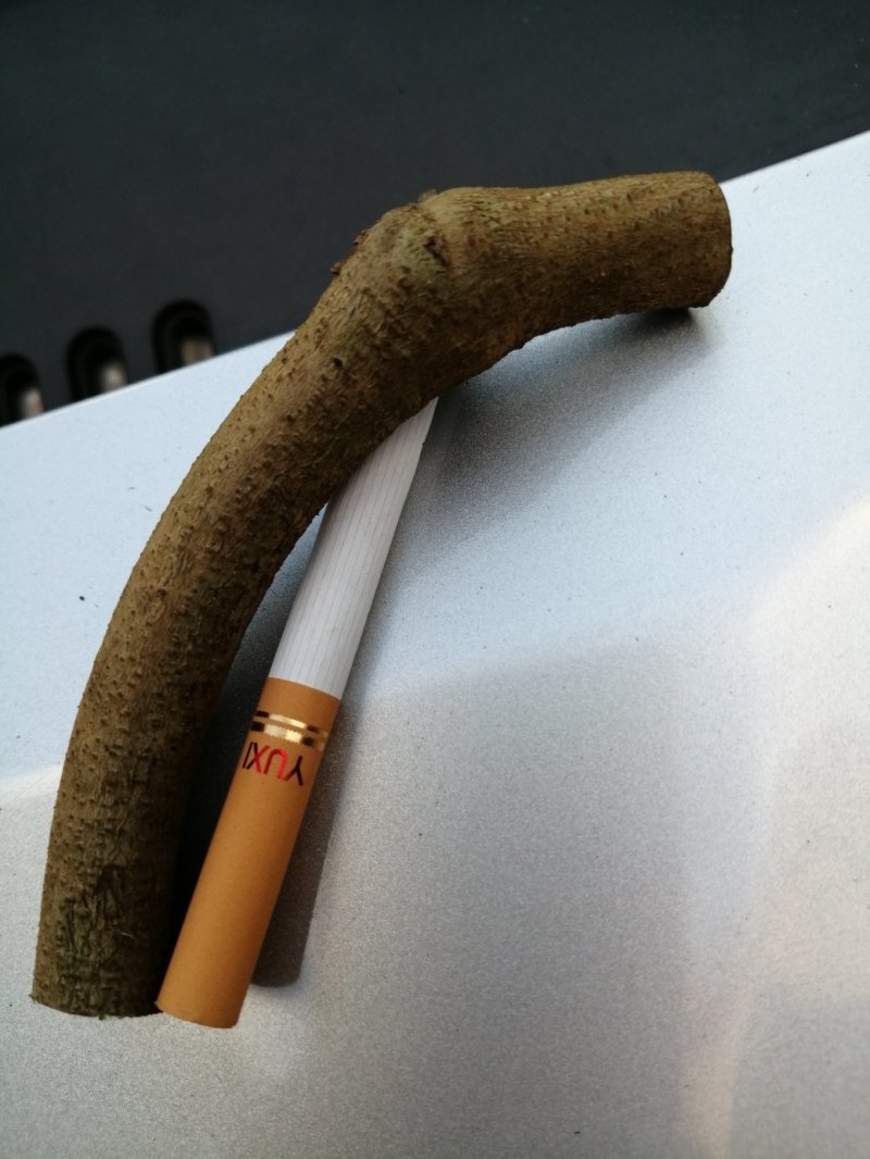 一百棵起零售0.25元每棵包邮一年生无渣粉葛待育芽枝条