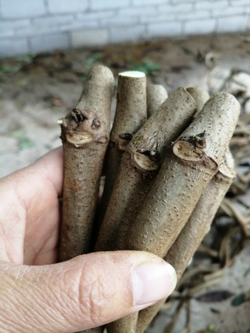 一百棵起零售0.25元每棵包邮一年生无渣粉葛待育芽枝条