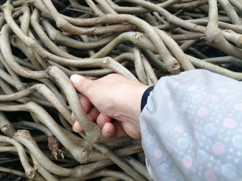 一百棵起零售0.25元每棵包邮一年生无渣粉葛待育芽枝条