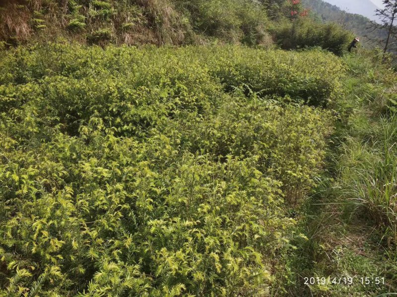 基地红豆杉苗低价处理