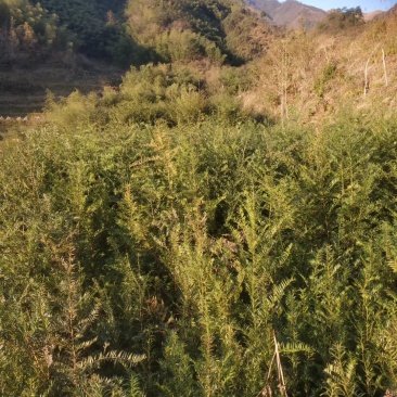 基地红豆杉苗低价处理
