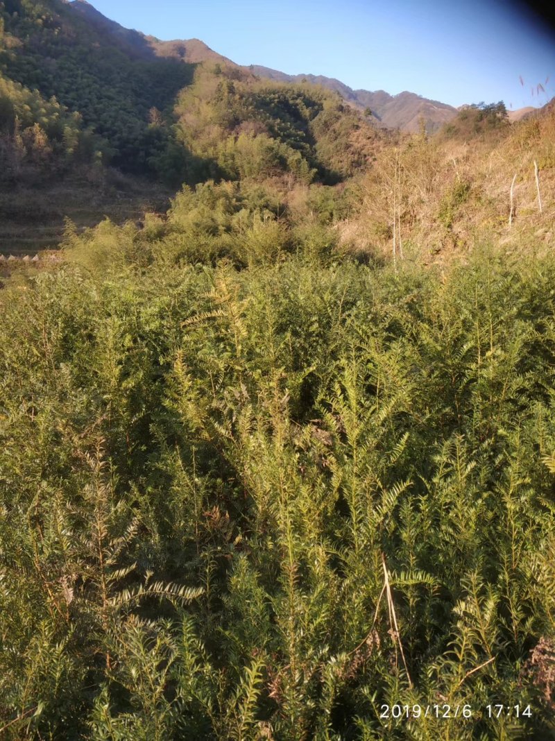 基地红豆杉苗低价处理