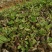 带芽无渣粉葛苗包邮正宗无渣粉葛带芽种苗葛根苗春播种子