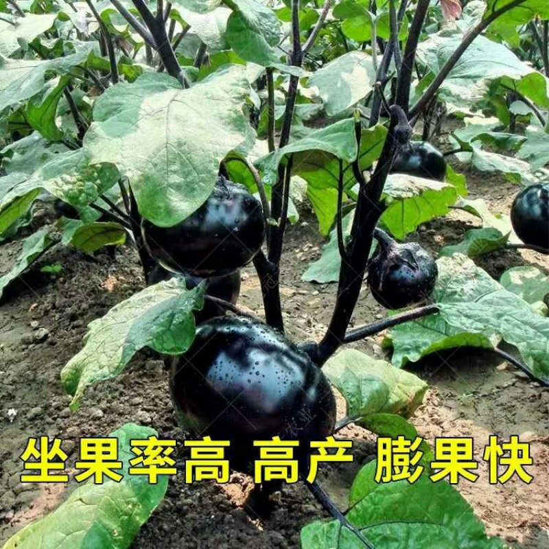 圆紫茄子苗基地直发日交易额破万量大从优欢迎采购