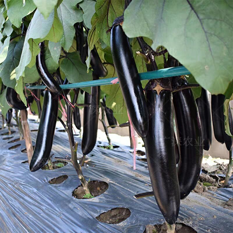 圆紫茄子苗基地直发日交易额破万量大从优欢迎采购