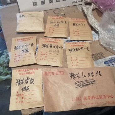西瓜种子