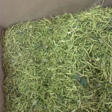 金银花
