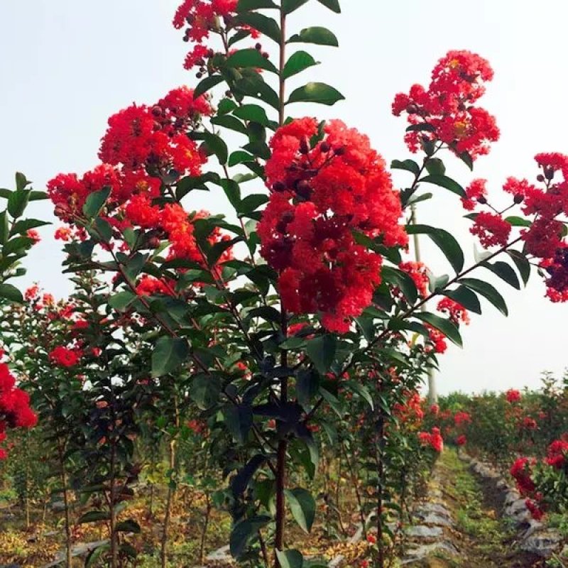 紫薇苗红火箭紫薇树苗四川红花百日红紫薇小苗南北方种植院绿