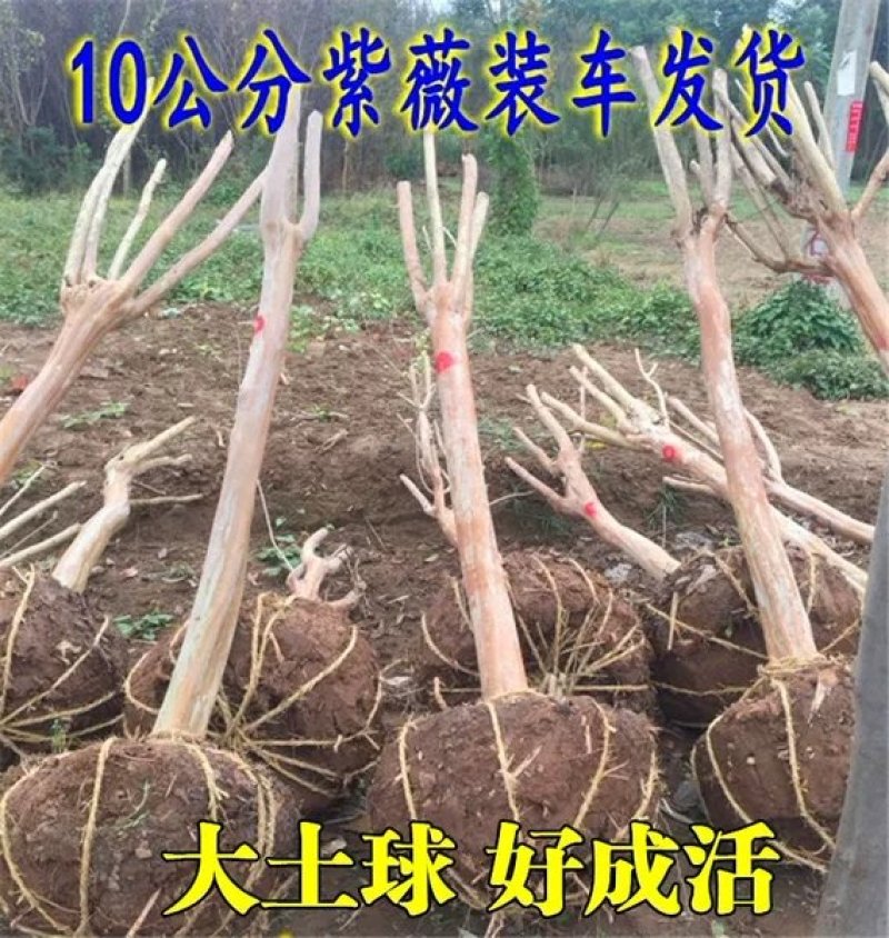 紫薇苗红火箭紫薇树苗四川红花百日红紫薇小苗南北方种植院绿
