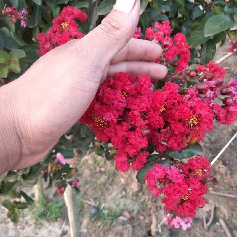 紫薇苗红火箭紫薇树苗四川红花百日红紫薇小苗南北方种植院绿