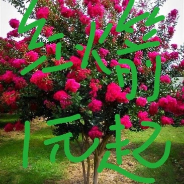 紫薇苗红火箭紫薇树苗四川红花百日红紫薇小苗南北方种植院绿