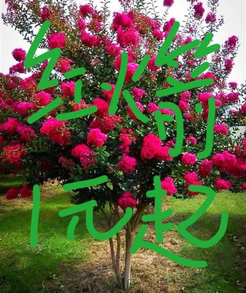 紫薇苗红火箭紫薇树苗四川红花百日红紫薇小苗南北方种植院绿