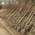 紫薇苗红火箭紫薇树苗四川红花百日红紫薇小苗南北方种植院绿