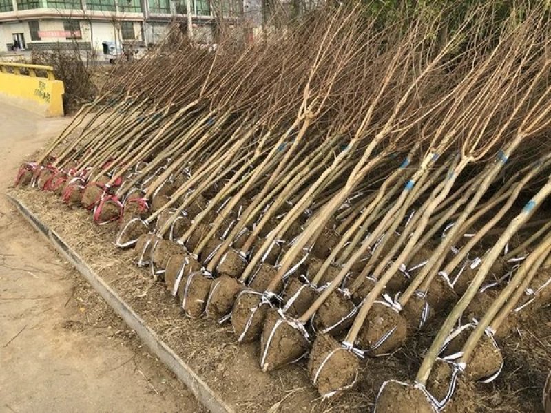 紫薇苗红火箭紫薇树苗四川红花百日红紫薇小苗南北方种植院绿