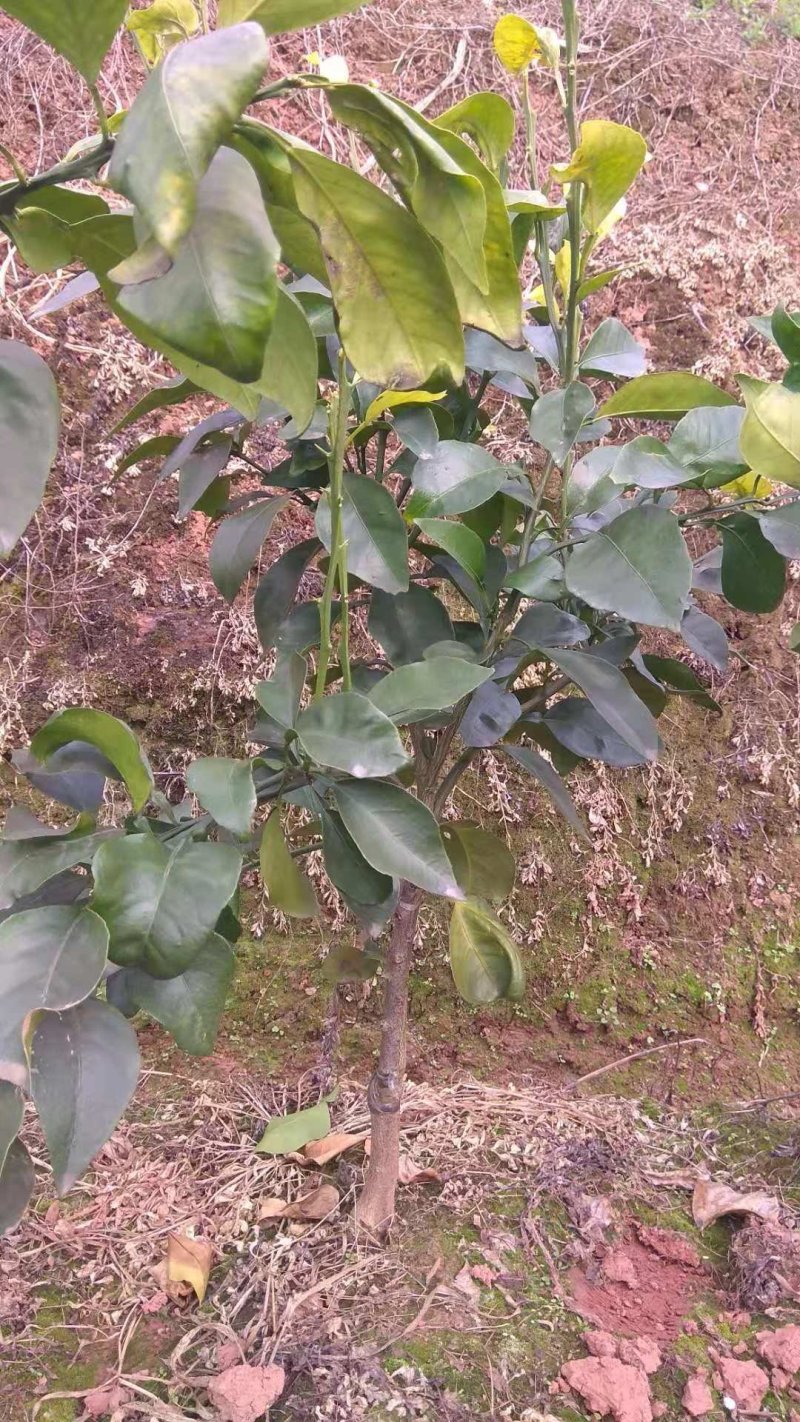 爱媛38号苗子