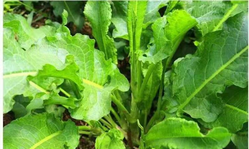 进口鲁梅克斯种子俄罗斯饲料菜多年生高产量四季牧草种子